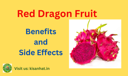 Benefits and Side Effects of Red Dragon Fruit