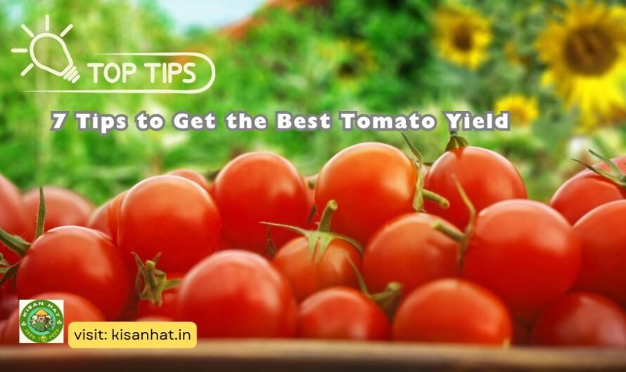 7 Tips to Get the Best Tomato Yield