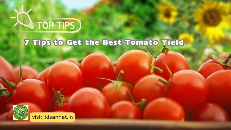 7 Tips to Get the Best Tomato Yield