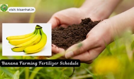 Banana Farming Fertilizer Schedule