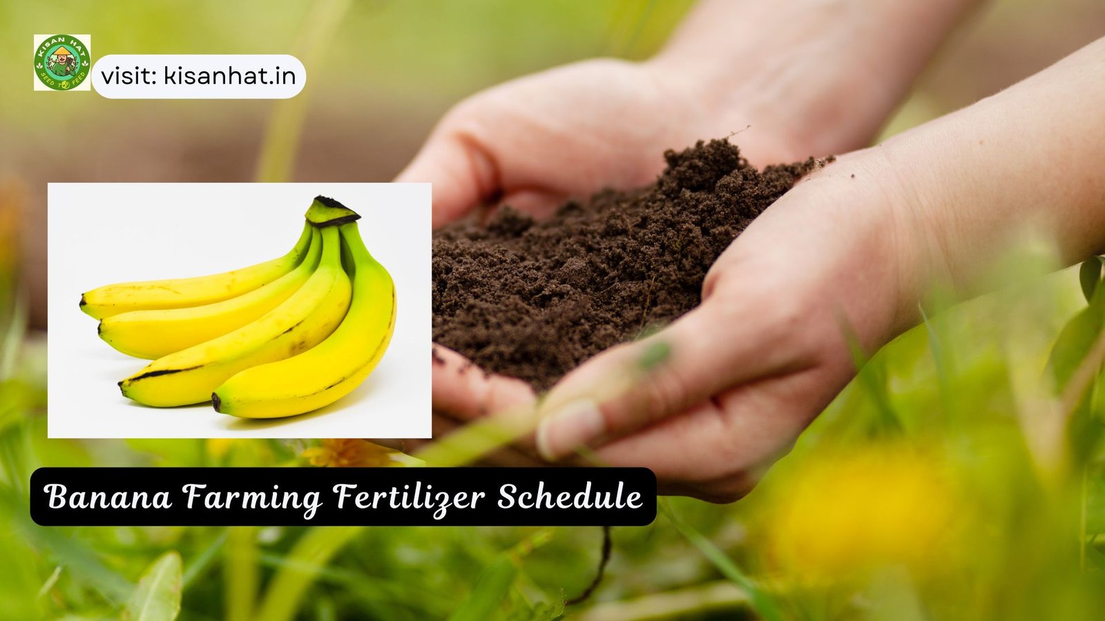 Banana Farming Fertilizer Schedule