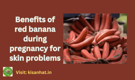 Benefits of red banana during pregnancy