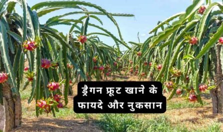 Dragon Fruit khane ke fayde aur nuksan