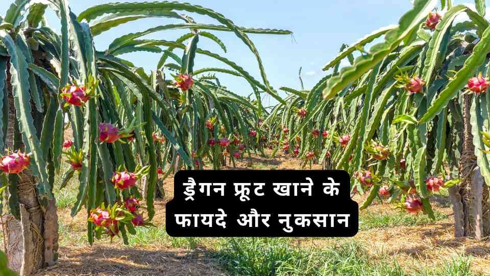 Dragon Fruit khane ke fayde aur nuksan