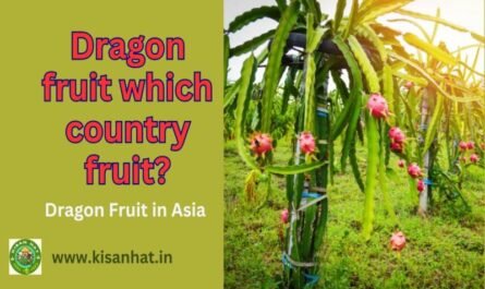 Dragon fruit which country fruit