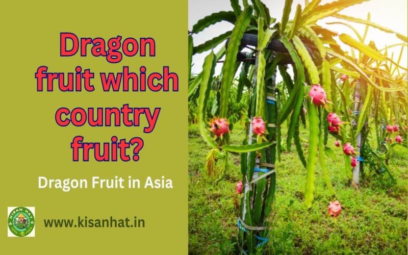 Dragon fruit which country fruit