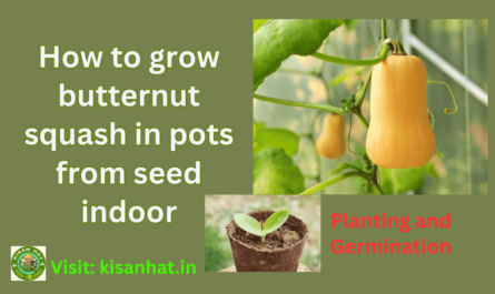 How to grow butternut squash in pots