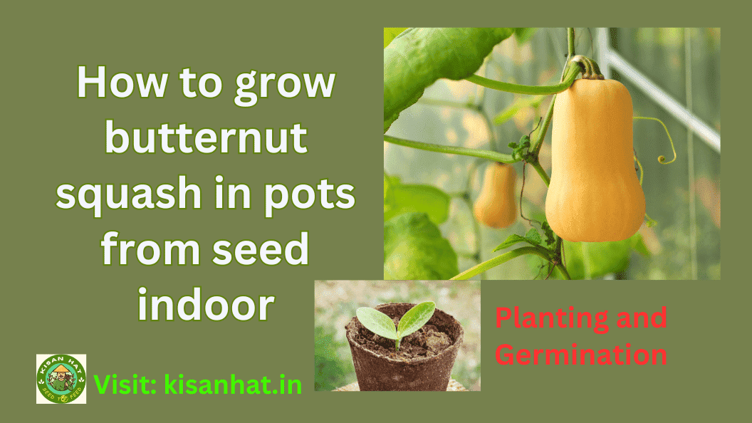 How to grow butternut squash in pots