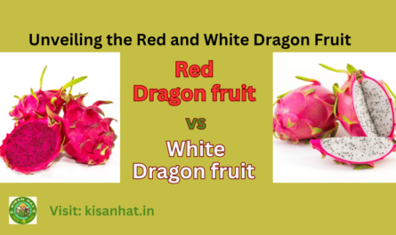 Red dragon fruit vs white