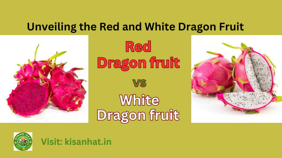 Red dragon fruit vs white