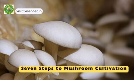 Seven Steps to Mushroom Cultivation