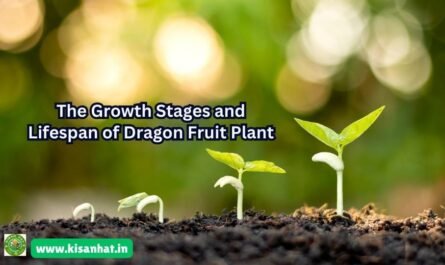 The Growth Stages and Lifespan of Dragon Fruit Plant