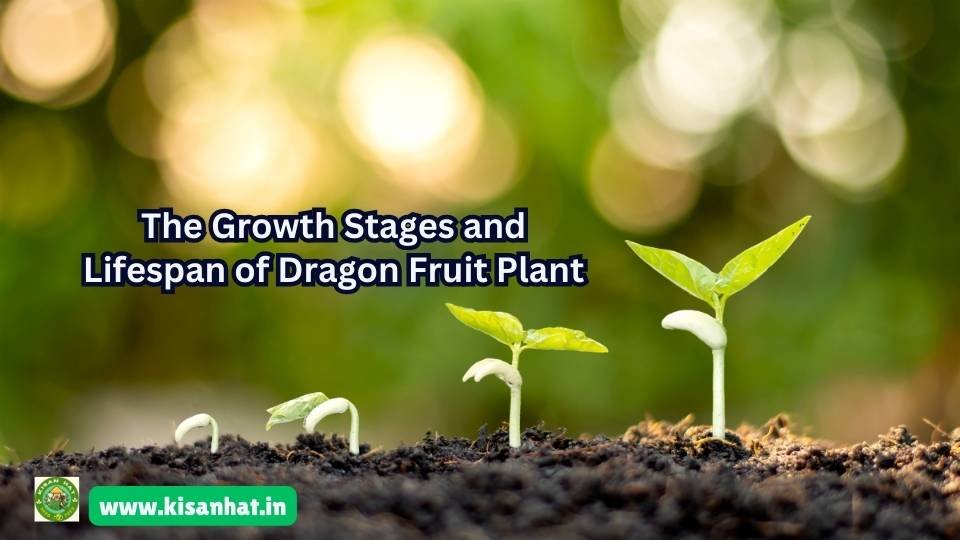 The Growth Stages and Lifespan of Dragon Fruit Plant