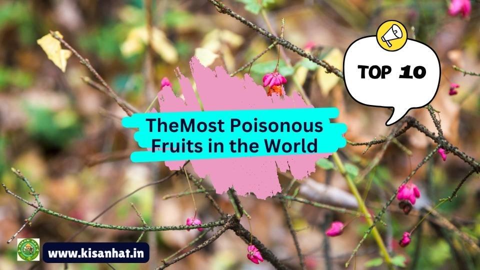 The Top 10 Most Poisonous Fruits in the World