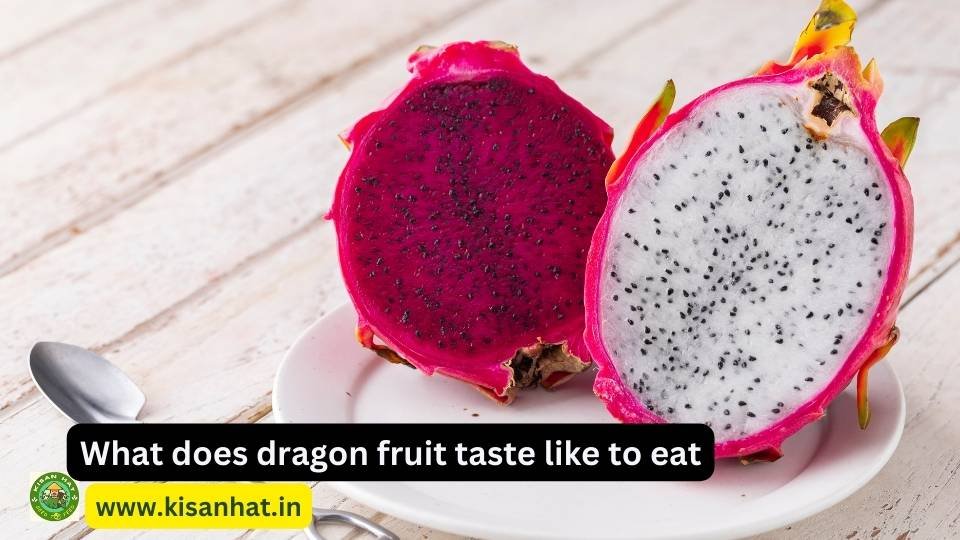 What does dragon fruit taste like to eat